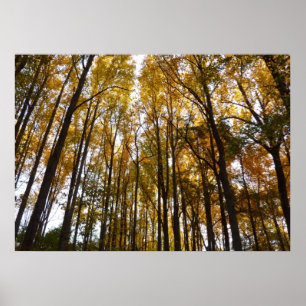 Herbstblätter am Morgen Maryland Natur Poster