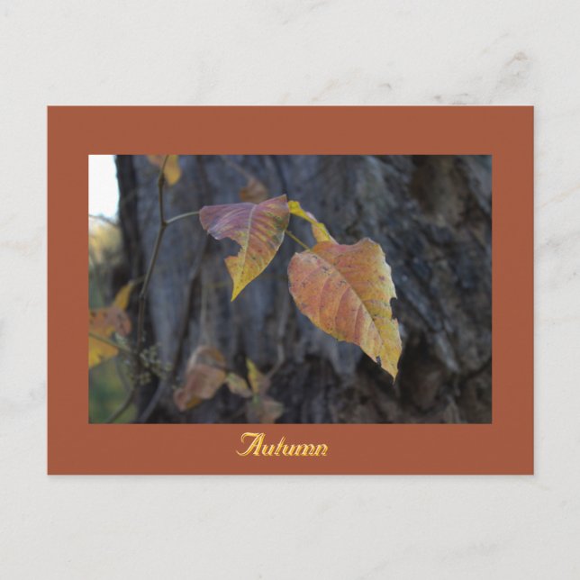 Herbstblätter auf Baum Postkarte (Vorderseite)