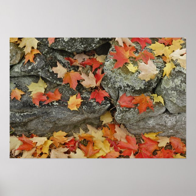 Herbstblätter auf Steinmauer, Minute Man Poster (Vorne)
