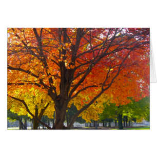 Herbstblätter aus Gelb- und Orangenbäumen, Foto