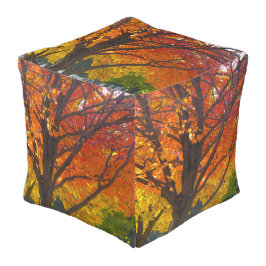 Herbstblätter aus Gelb- und Orangenbäumen, Foto Hocker