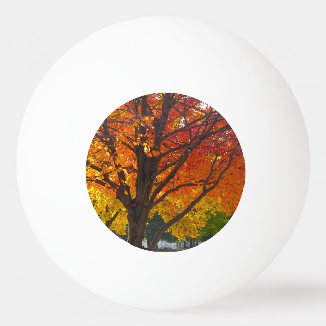 Herbstblätter aus Gelb- und Orangenbäumen, Foto Tischtennisball (Vorderseite)