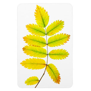 Herbstblätter aus Rowan Magnet