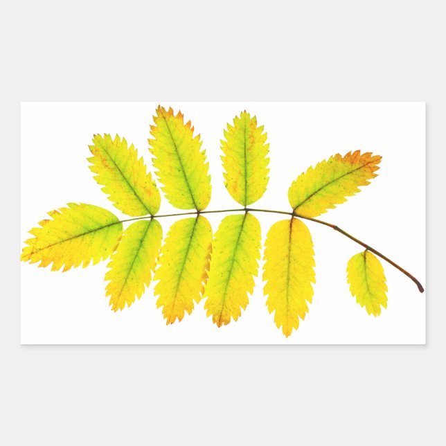 Herbstblätter aus Rowan Rechteckiger Aufkleber (Vorderseite)