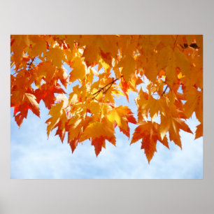 Herbstblätter Blauer Himmel Wolken Heilende Berühr Poster