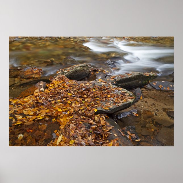Herbstblätter entlang Blick Glass Creek im Poster (Vorne)
