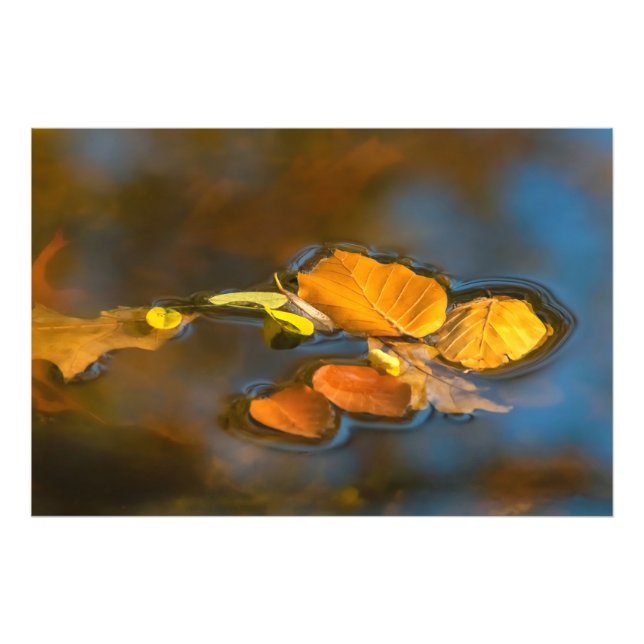 Herbstblätter im See Fotodruck (Vorne)