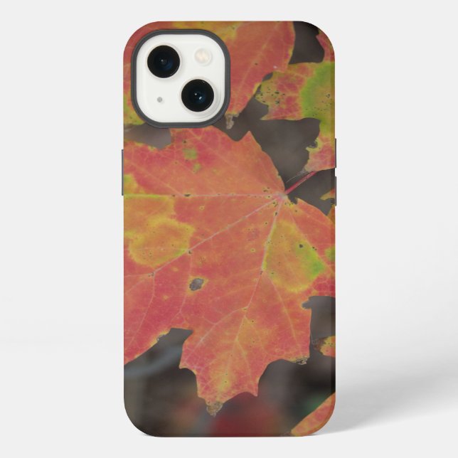 Herbstblätter iPhone Hülle (Rückseite)