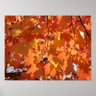 Herbstblätter Kunst Drucke Orange Herbstbaum Blätt