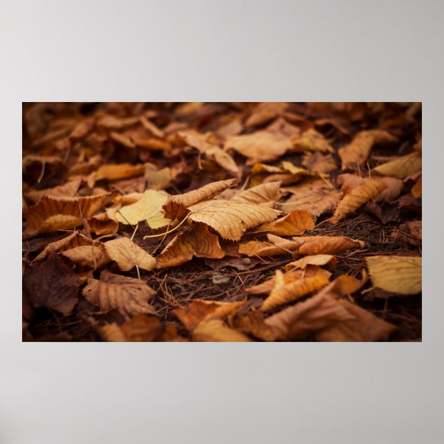Herbstblätter Poster (Vorne)