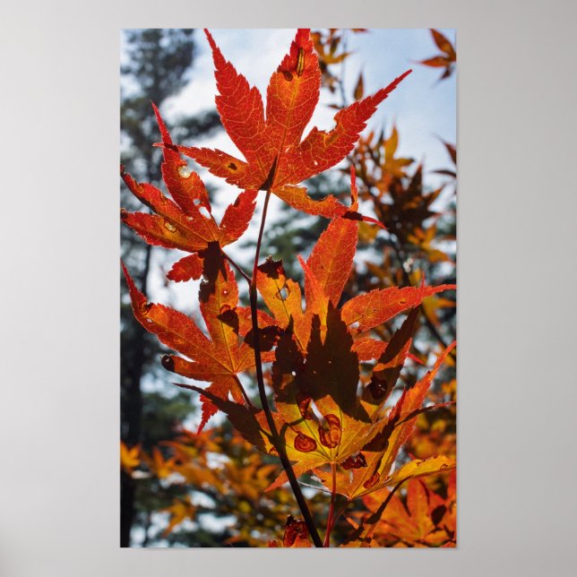 Herbstblätter Poster (Vorne)