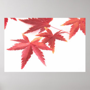 Herbstblätter Poster