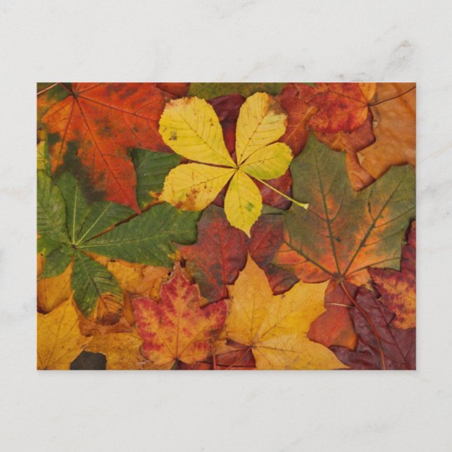 Herbstblätter Postkarte (Vorderseite)