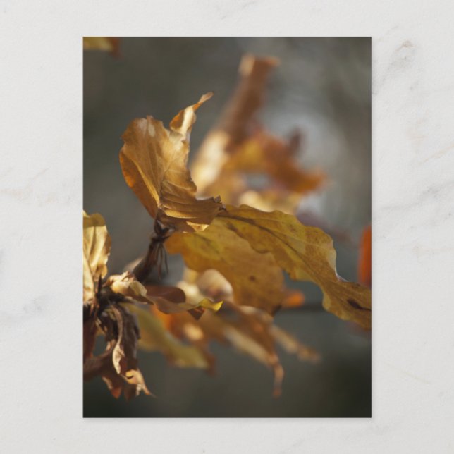Herbstblätter Postkarte (Vorderseite)