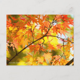 Herbstblätter [Postkarte] Postkarte