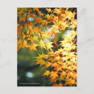 Herbstblätter [Postkarte] Postkarte