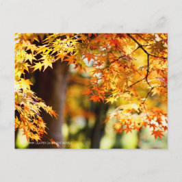 Herbstblätter [Postkarte] Postkarte