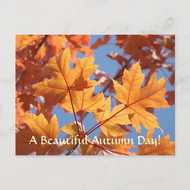 Herbstblätter Postkarten Schöner Herbsttag (Vorderseite)