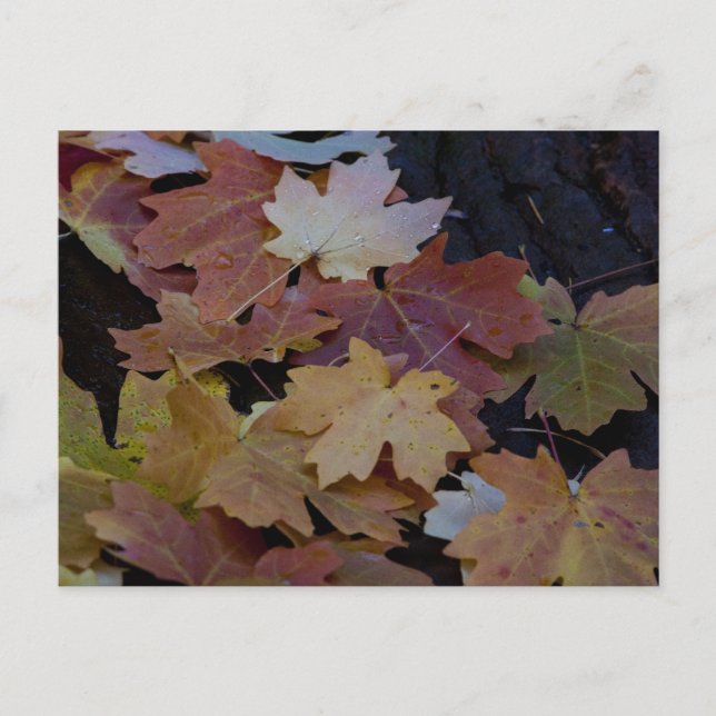 Herbstblätter überall postkarte (Vorderseite)