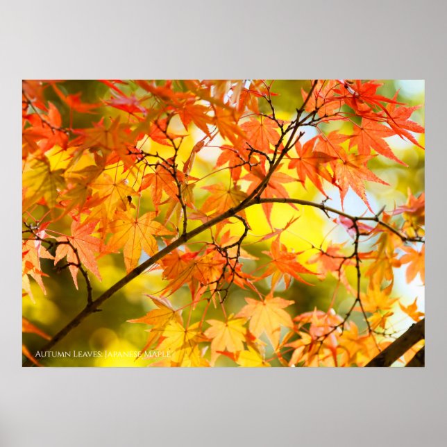 Herbstblätter [Werteplakatpapier] Poster (Vorne)