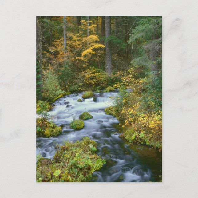 Herbstblätterung und Douglas Fir Border Roaring Ri Postkarte (Vorderseite)