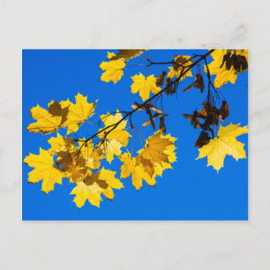 Herbstblues Postkarte