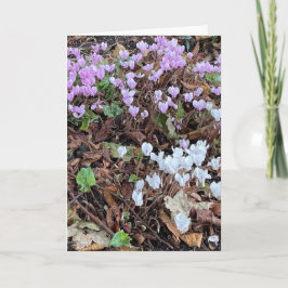 HerbstCyclamen unter Blätter Leere Karte