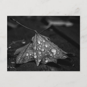 Herbstduschen Postkarte