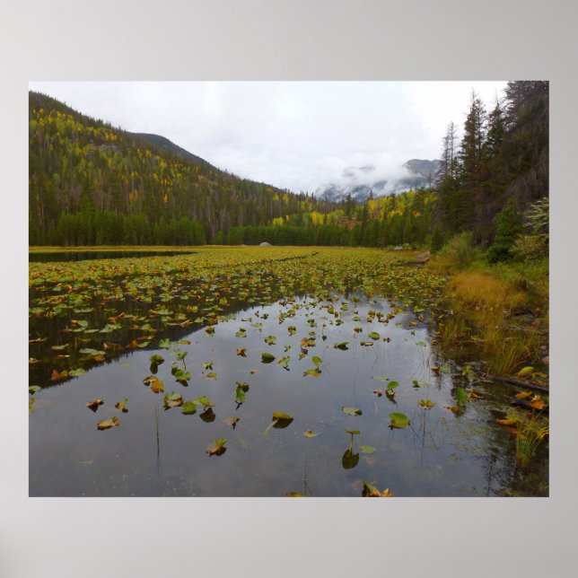 Herbstfarbe am Cub Lake Poster (Vorne)