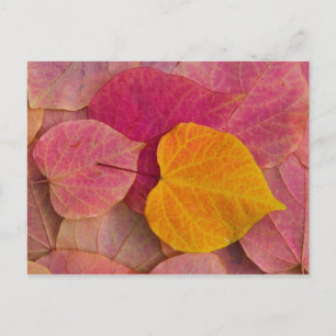 Herbstfarbe auf Forest Pansy Redbud abgefallen Postkarte