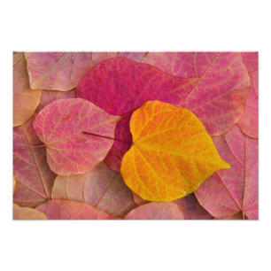 Herbstfarbe auf Forest Pansy Redbud abgefallene Fotodruck