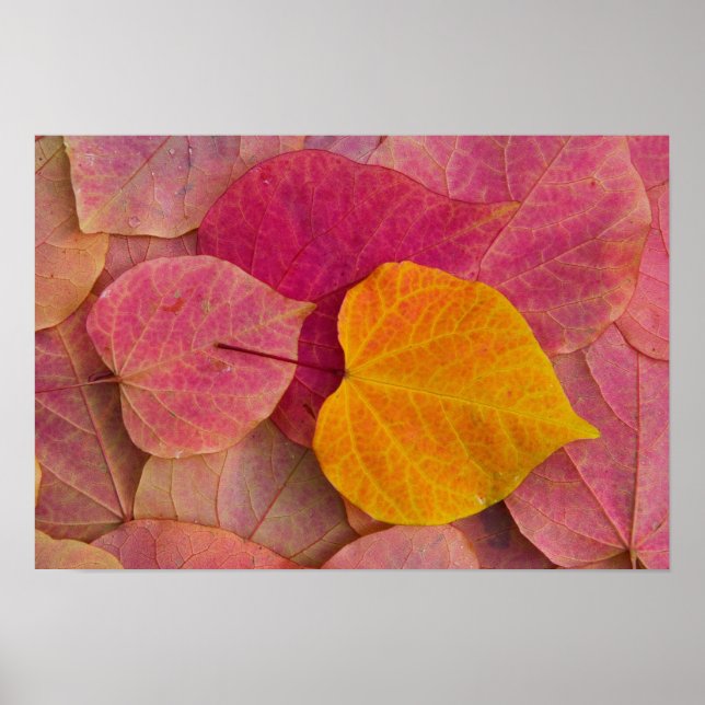 Herbstfarbe auf Forest Pansy Redbud gefallen Poster (Vorne)