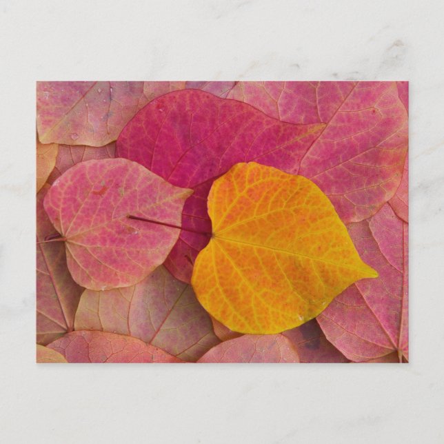 Herbstfarbe auf Forest Pansy Redbud gefallen Postkarte (Vorderseite)