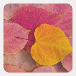 Herbstfarbe des Waldes Pansy Redbud gefallen Quadratischer Aufkleber