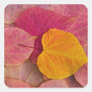 Herbstfarbe des Waldes Pansy Redbud gefallen Quadratischer Aufkleber