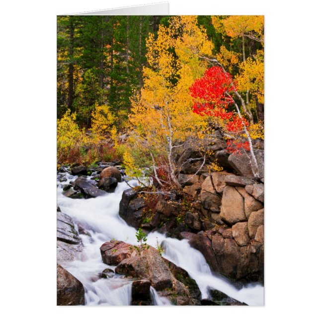 Herbstfarbe entlang Bischof Creek, CA (Vorne)