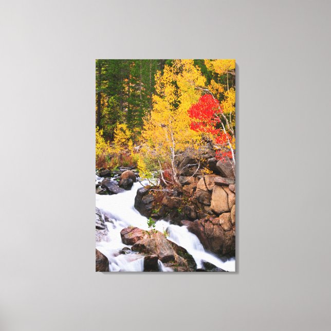 Herbstfarbe entlang Bischof Creek, CA Leinwanddruck (Vorderseite)