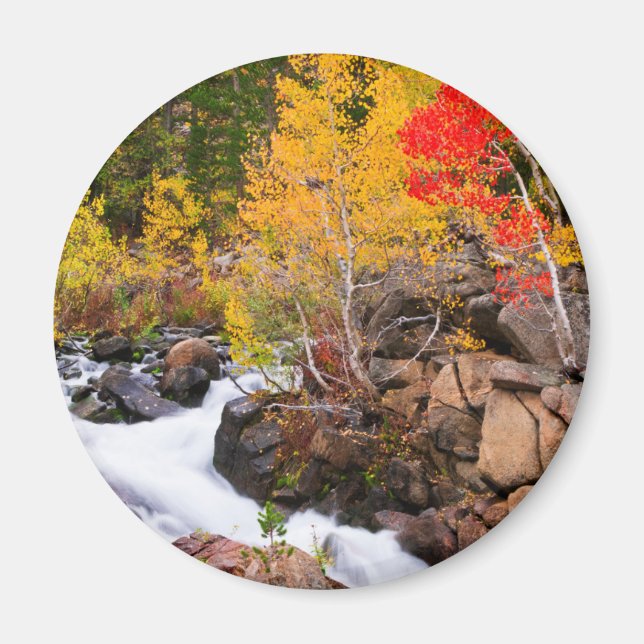 Herbstfarbe entlang Bishop Creek, CA Magnet (Vorne)