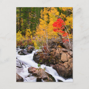 Herbstfarbe entlang Bishop Creek, CA Postkarte