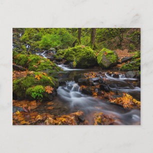 Herbstfarbe entlang der Crewfälle von Starvation Postkarte