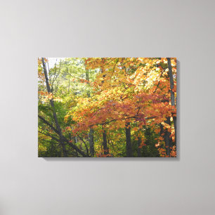 Herbstfarbe / Herbstlemme Leinwanddruck