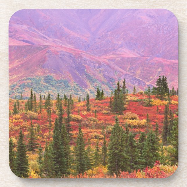 Herbstfarbe im Nationalpark Denali Getränkeuntersetzer (Vorderseite)