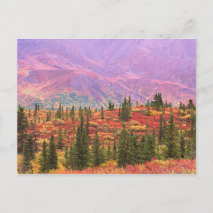 Herbstfarbe im Nationalpark Denali Postkarte
