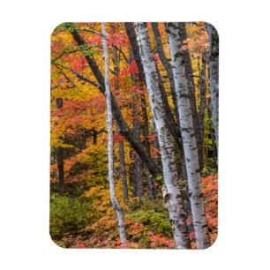 Herbstfarbe im Wald nahe Copper Harbor Magnet