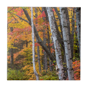 Herbstfarbe in der Nähe des Hafens von Kupfer Fliese