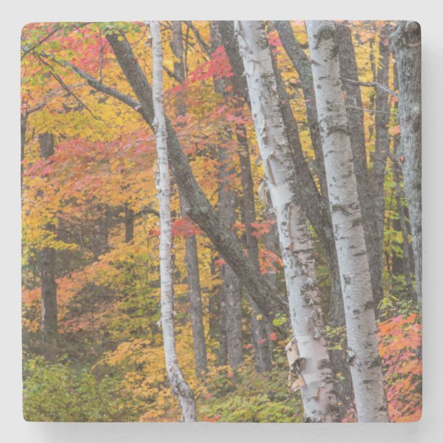 Herbstfarbe in der Nähe des Hafens von Kupfer Steinuntersetzer (Vorderseite)