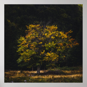 Herbstfarbe Poster
