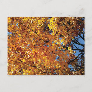 Herbstfarbe Postkarte