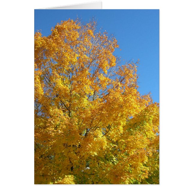 Herbstfarben (Vorne)
