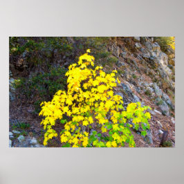 Herbstfarben 1 Poster